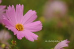 DSC_2743-