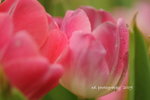 DSC_2744-