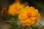 DSC_2748-