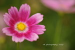 DSC_2764-