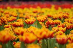 DSC_2767-
