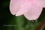 DSC_2771-