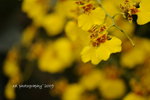 DSC_2812-