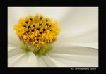 DSC_2817-