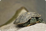 DSC_0223-