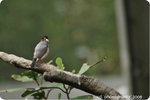 DSC_0250-