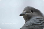 DSC_0313-