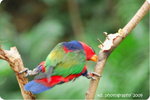 DSC_0333-