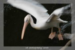 DSC_0460-
