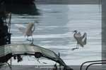 DSC_0645-