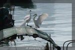 DSC_0646-