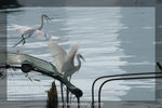 DSC_0652-