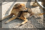 DSC_0729-