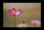 DSC_3093-