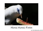 DSC_8932-