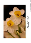 DSC_8339-