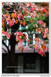 nEO_IMG_IMG_4656n