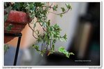 nEO_IMG_IMG_4708n