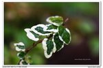 nEO_IMG_IMG_4719n