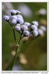 nEO_IMG_IMG_2044yg