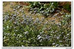 nEO_IMG_IMG_2052yg