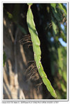 IMG_1983v_nEO_IMG