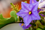 image0006
