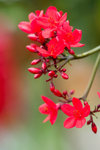 image0009