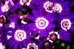 image0012