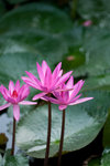 image0010
