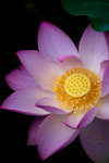 image0011