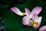 image0012