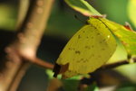 DSC_053555555