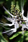 獅子會MAY2009 08