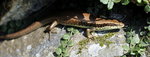 獅子會MAY2009 10