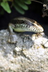 獅子會MAY2009 11