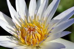 獅子會MAY2009 12