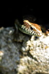 獅子會MAY2009 19