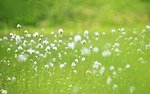 sweet_wildflower_JK018_350As