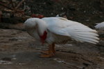 IMG_0818