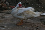 IMG_0819