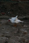 IMG_0826