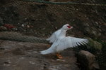 IMG_0829