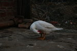 IMG_0836
