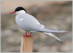 Arctic Terns 北極燕鷗
