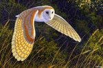 Barn Owl 倉鴞
