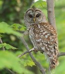 Barred Owl 橫斑林鴞