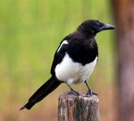 Black Billed Magpie 喜鵲
