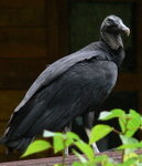 Black Vulture 黑美洲禿鷹