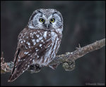 Boreal Owl 北方貓頭鷹